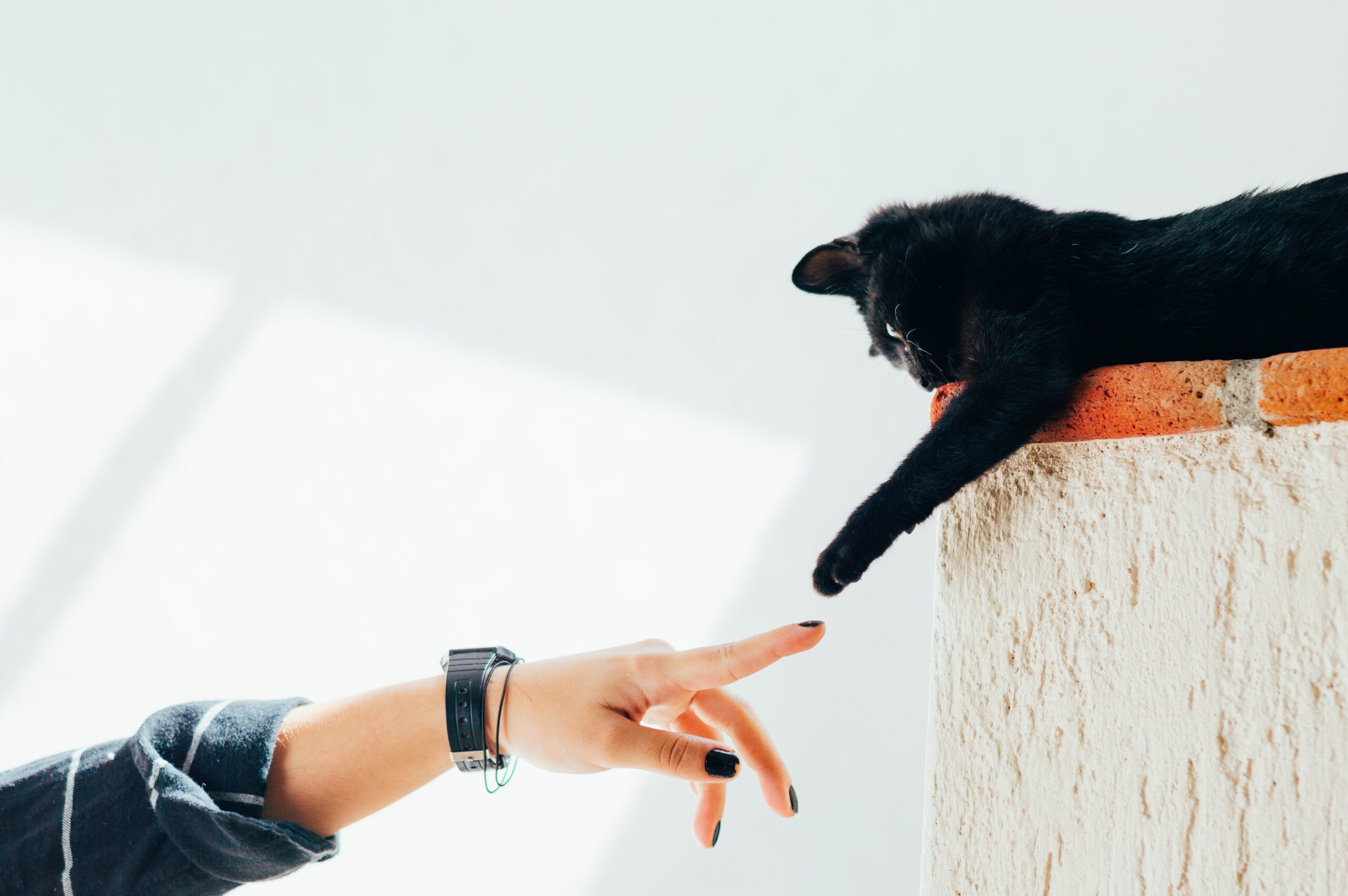 Bras humain tendu vers la patte d'un chat noir allongé