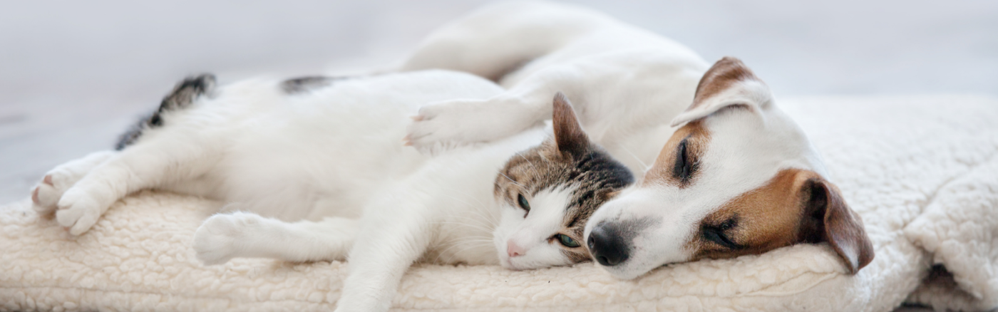 Chien et chat allongés côte à côte sur un panier beige